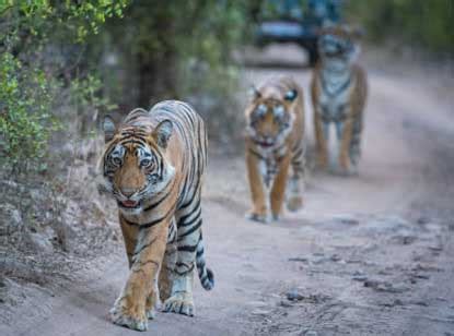 Online Safari Booking In Ranthambore, Online Safari Booking For ...