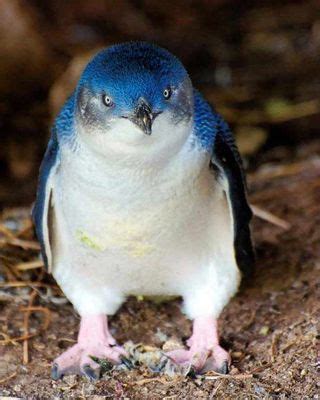 Dapper Blue Penguin: Tux Is a Feathery First | Live Science