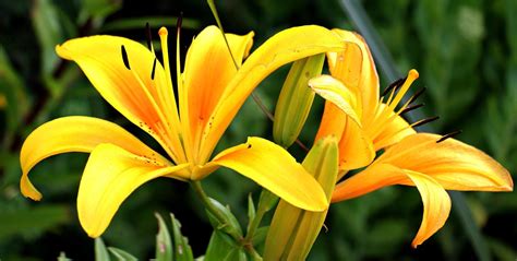 Lily madness… indoors and out in the garden! - Landscape Ontario