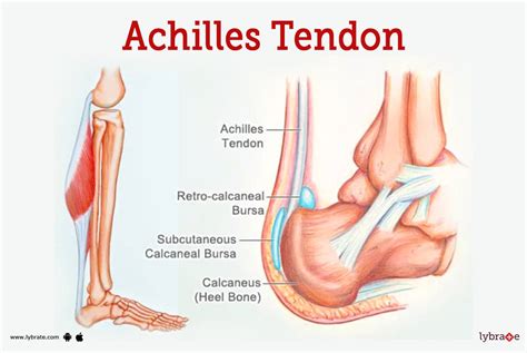 Achilles Tendon (Human Anatomy): Picture, Function, Diseases, Tests, and Treatments