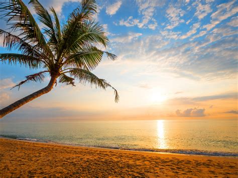 Wallpaper palm tree, sand, beach, sunny day, holiday desktop wallpaper, hd image, picture ...