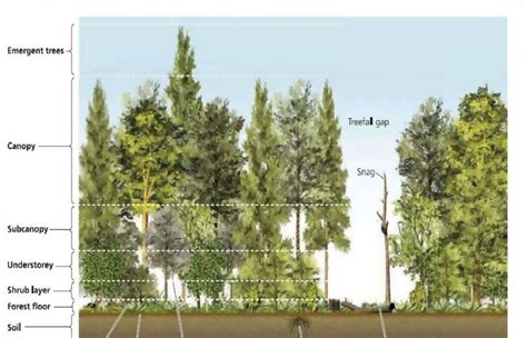 The Forest Canopy: Structure, Roles & Measurement - CID Bio-Science