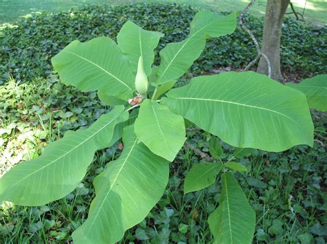 Magnolia macrophylla – Nurseries Caroliniana