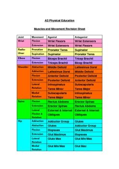 Agonist Muscle Chart