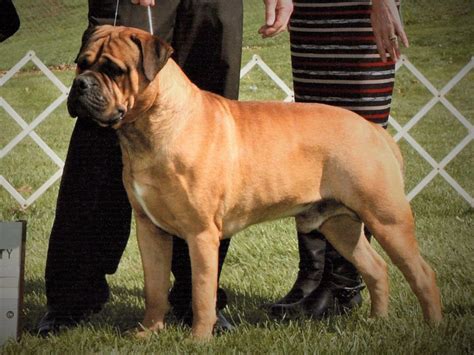 White Pines Bullmastiff - Puppies For Sale