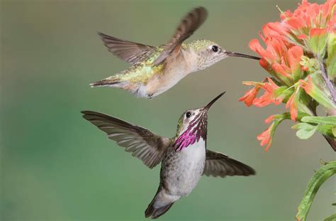 Calliope Hummingbirds Photograph by Tom Walker - Fine Art America