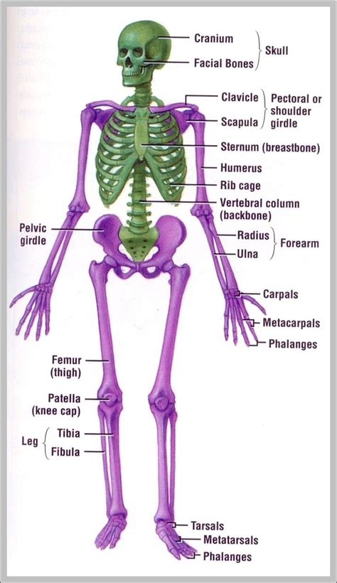 musculoskeletal | Anatomy System - Human Body Anatomy diagram and chart images