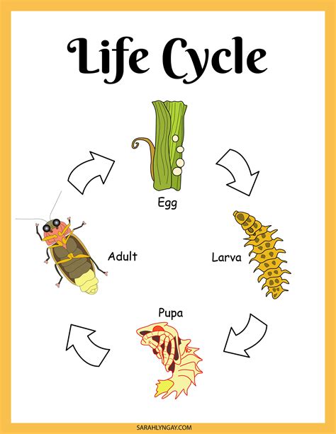 Firefly Lifecycle Activity Set, Fireflies, Digital Download, Instant ...