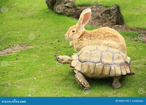 Tortoise And Giant Rabbit Starting A Race Royalty-Free Stock Image ...