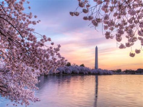 National Cherry Blossom Festival : Arts and Culture : TravelChannel.com | Travel Channel