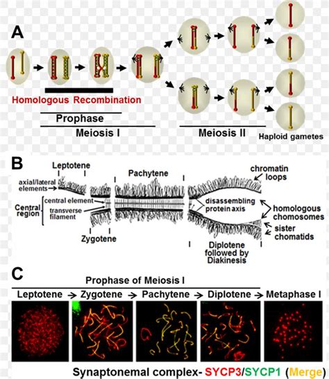 Synaptonemal Complex Meiosis Homologous Chromosome Prophase, PNG ...