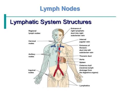 Functions of Lymphatic system, Structure of Lymph nodes, Spleen and ...