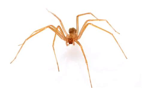 Chilean Recluse Spider: History, Facts, Size, Habitat, Classification ...