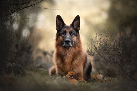 2048x1367 / Depth Of Field, Dog, German Shepherd, Pet wallpaper - Coolwallpapers.me!