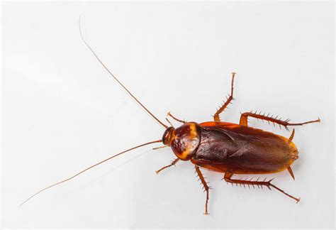 American Cockroaches - Identification | Threats | Treatment