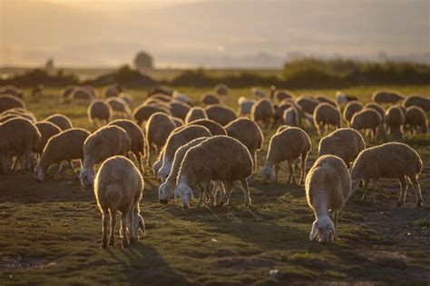 Premium Photo | Sheep herd grazing at sunset