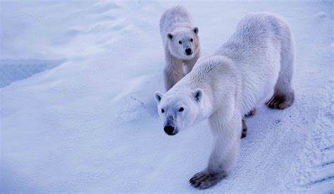 Polar Bear Tours & Escorted Tours | Tauck