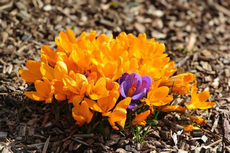 Spring Crocus Flowers, or Crocus Vernus in a Garden Stock Photo - Image ...