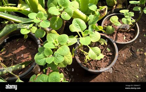 Trachyspermum ammi, ajowan caraway or Ajwain plant view Stock Photo - Alamy