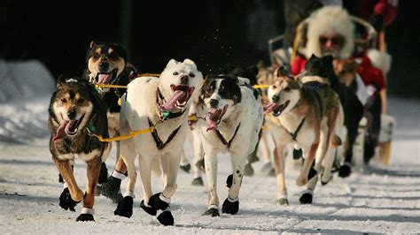 Iditarod 2024 Results - Donna Frances