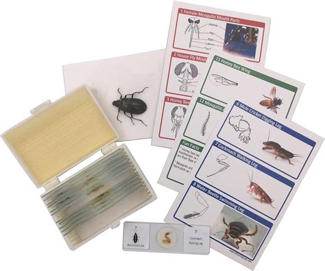 WhizKidsLab 12 Prepared Insect Bug Parts Microscope Slides Set Real Beetle Specimen Postcards ...