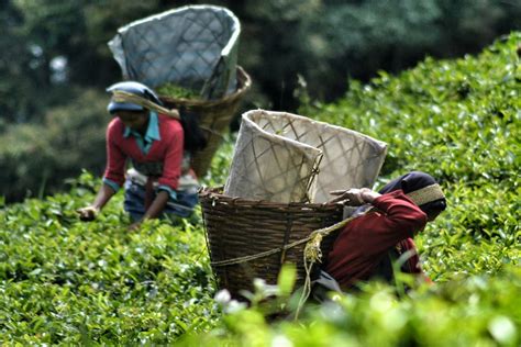 The Tea Experience - Best Tea Plantations in India - Shikhar Blog