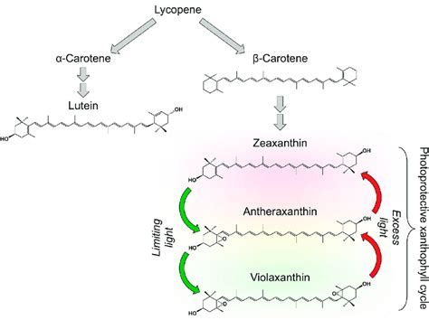 Schematic depiction of the synthesis from lycopene (which does not ...