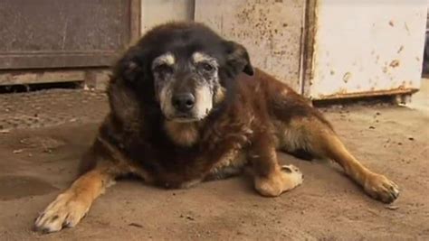 World’s oldest dog? Maggie the Kelpie dies aged 30