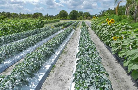 Western Flower Thrips In Greenhouses A Review Of Its Biological Control ...