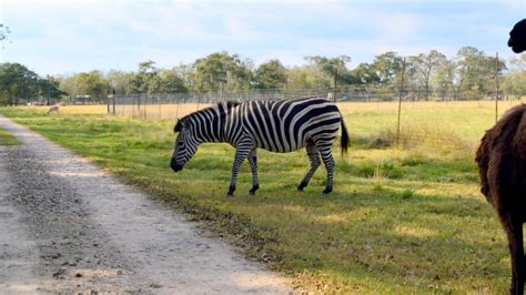 Bayou Wildlife Zoo to be sold, remain open - Houston Business Journal