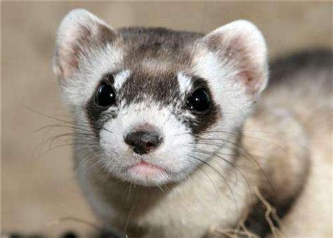 Ted Turner ranch aims to aid endangered black-footed ferrets