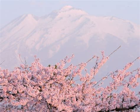 These stunning of Japanese cherry blossoms will fill you with wonder ...