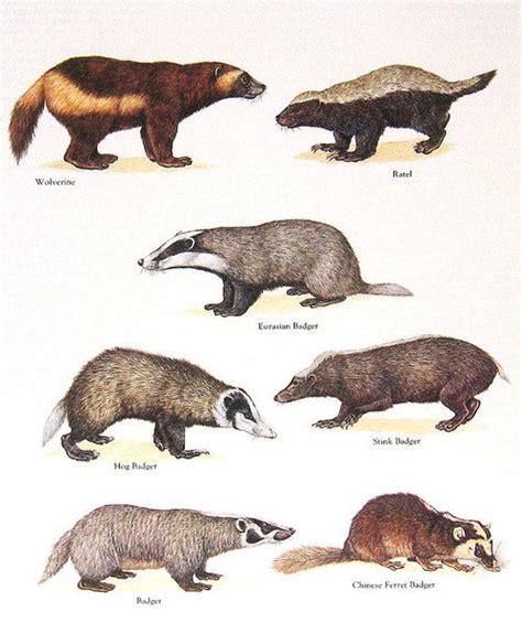 Different types of badgers, plus upper left is a Wolverine | Wolverine ...