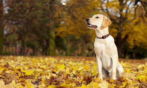 Healthiest Large Dog Breeds: 10 Dogs With The Least Health Problems