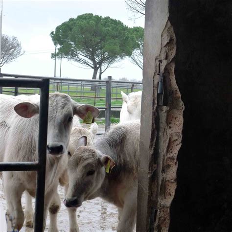 Vitelli chianini Chianina's calves | Chianina calves in Pont… | Flickr