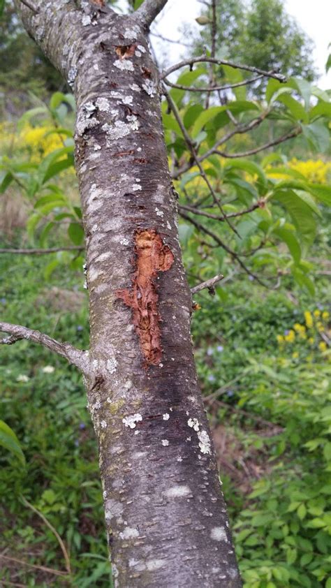 The Peach Tree Care Guide: Planting, Growing, And Harvesting - GetRather.com