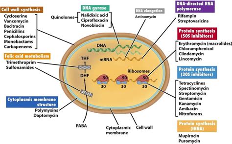 Antibiotic Mechanism Of Class Actions | My XXX Hot Girl