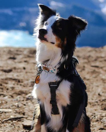 Your Guide To The Amazing Border Collie Australian Shepherd Mix - BorderCollieHealth