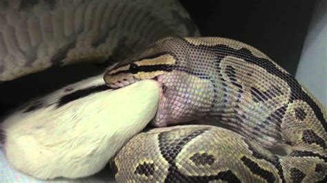 |Ball Python Feeding Day December 2013| - YouTube