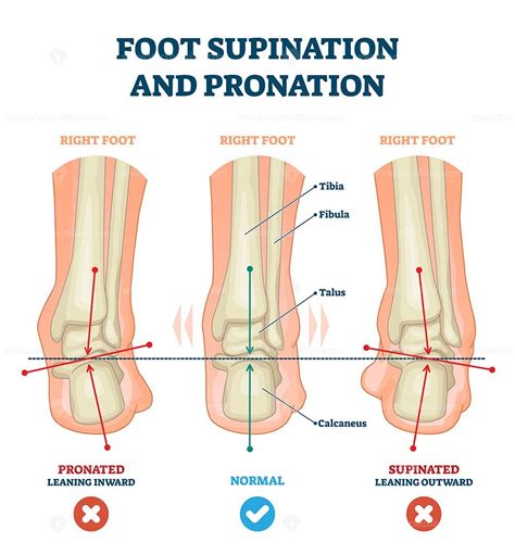 Foot supination and pronation vector illustration – VectorMine