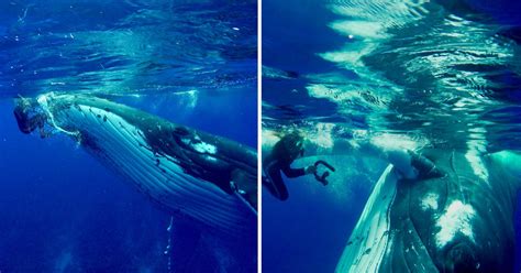 Incredible video of moment whale saves human from shark | Metro News