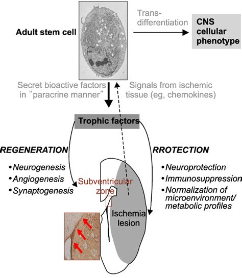 Stem cell mechanisms of action in stroke recovery. | Download ...