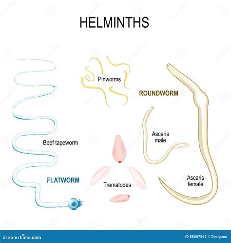 Helminths. Types of Human Parasites Stock Vector - Illustration of ...