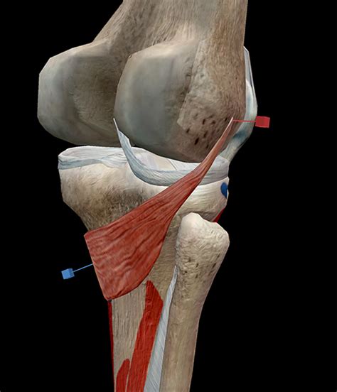 Learn Muscle Anatomy: Popliteus