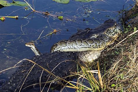 The Animals of the Florida Everglades - WorldAtlas