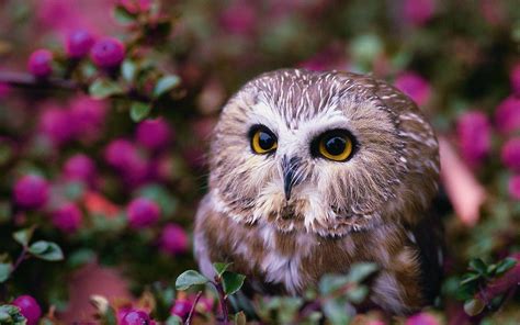 Cute Owl Pictures Real - Owl Wallpaper Baby Hd | Bohoadwasunt Wallpaper