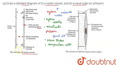 Wiring And Diagram: Diagram Of Xylem Vessels