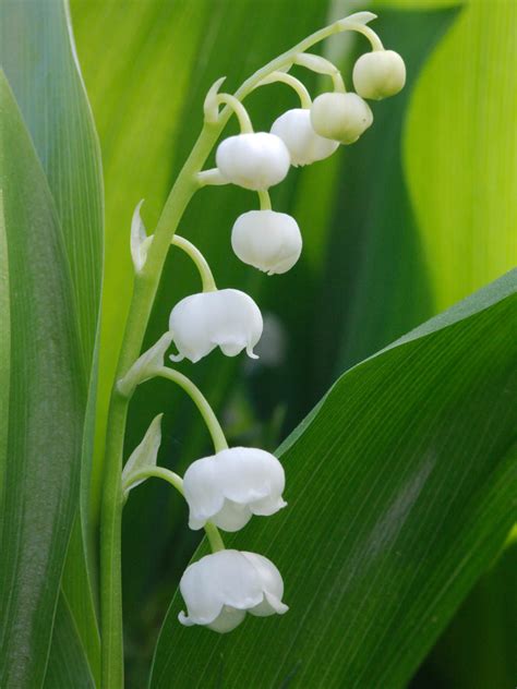 Convallaria majalis - Lily of the Valley | World of Flowering Plants