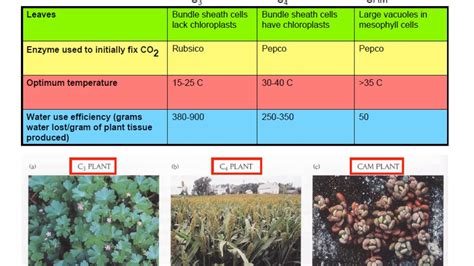 C3 C4 And Cam Plants - Plant Ideas