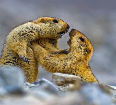 Burrow Down, Sleep Tight: The Fascinating Life of the Himalayan Marmot ...